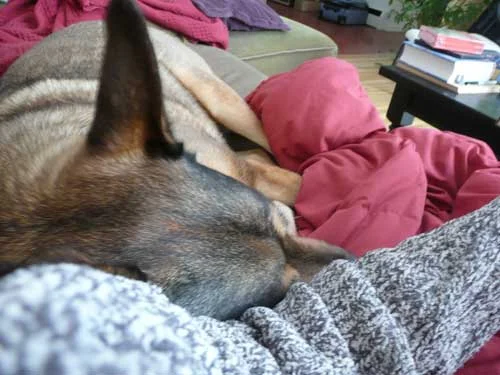 snow day, snoring dog