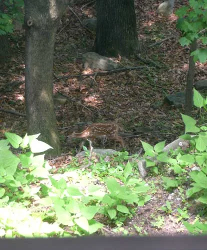 bambi comes to the art studio