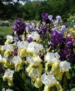 Presby Iris Gardens
