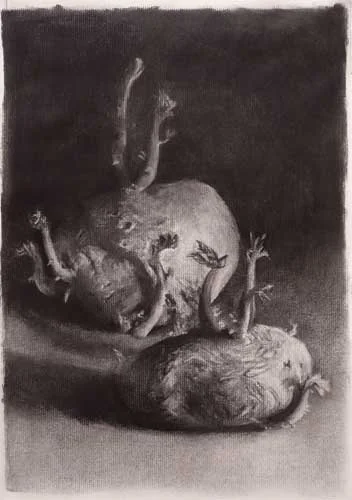 old sprouting potatoes still life charcoal drawing