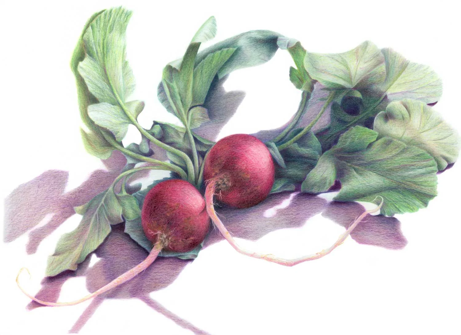 Radish Duo