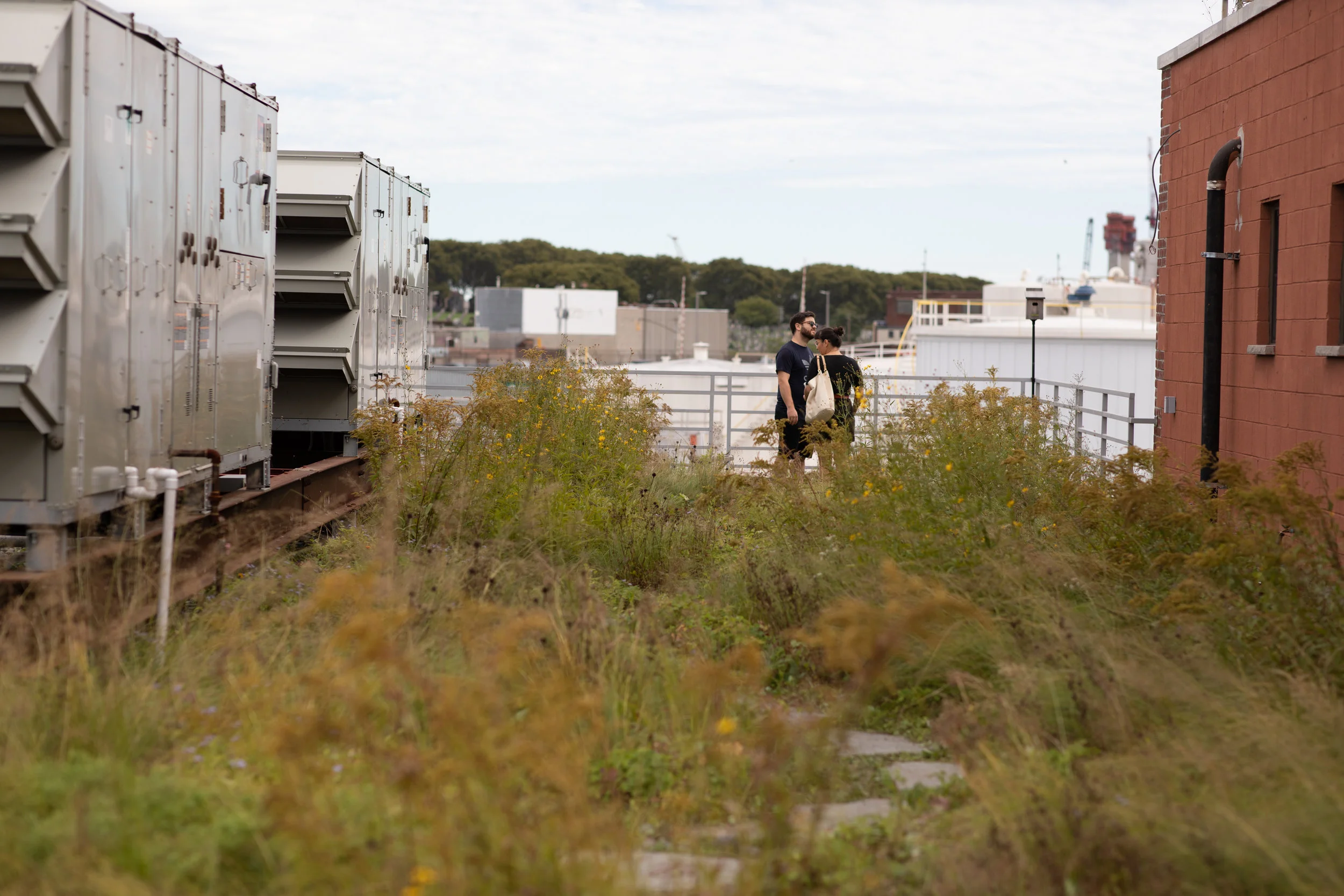 kingsland wildflowerS rooftop