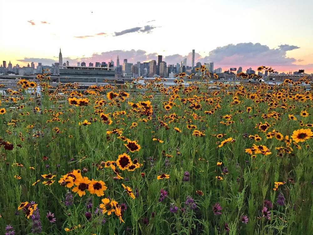 Kingsland Wildflowers.jpeg