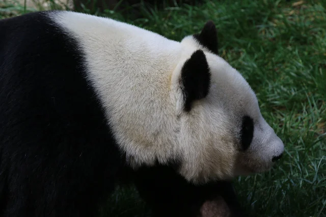panda.jpg