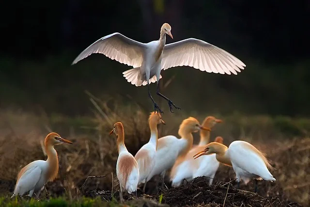 birds.jpg