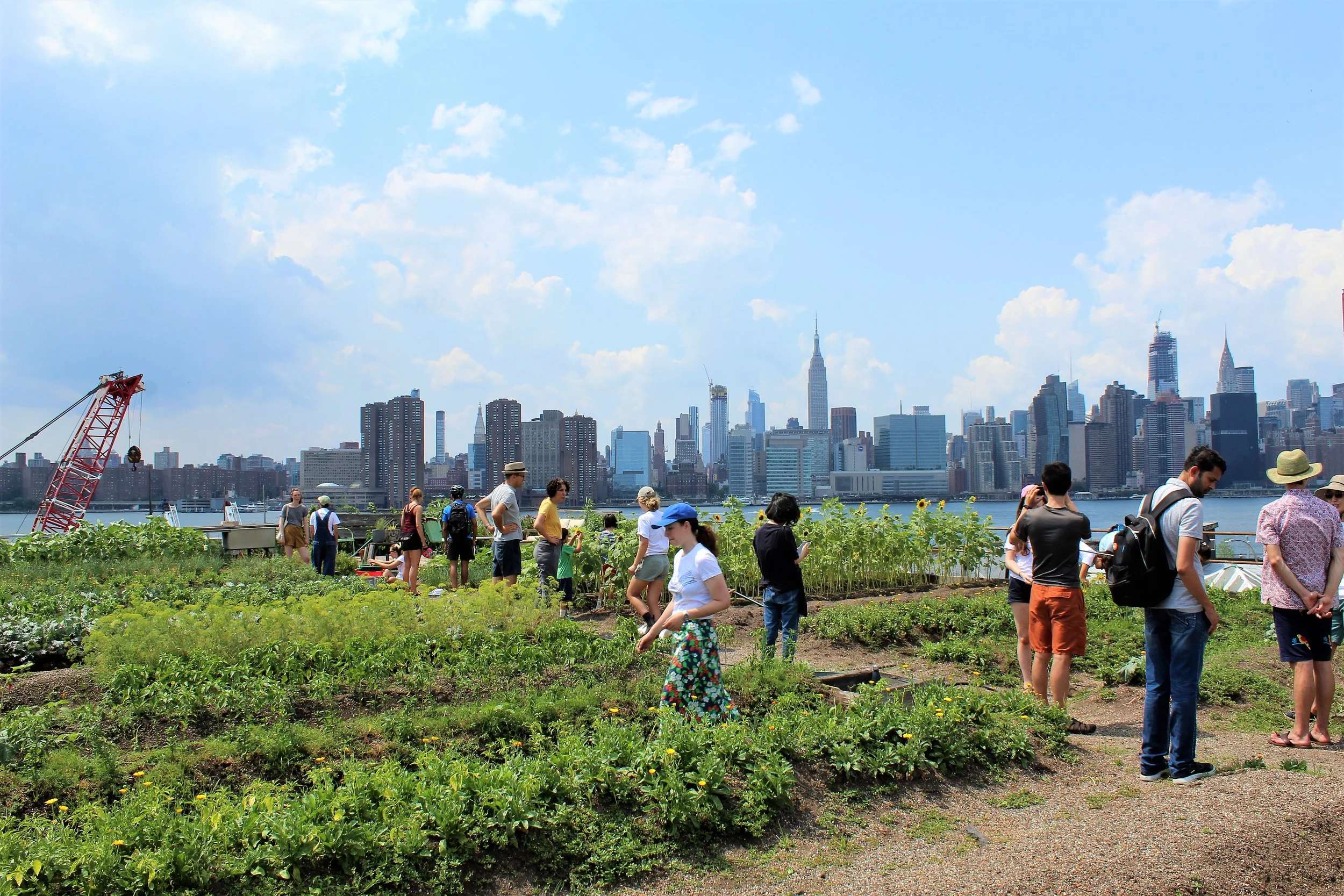 Eagle St. Rooftop Farm Market and Volunteer Day September 14