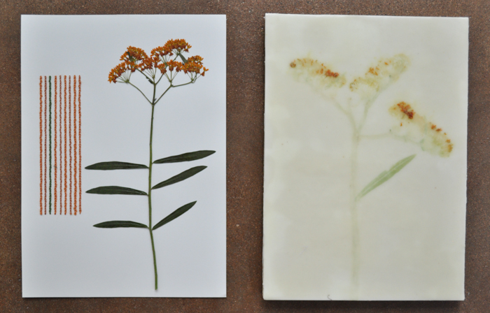 castilleja two ways: pressed with threaded backstitch & pounded and encased in wax.