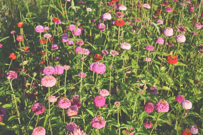 So with this longing toward the hope and happiness of flower cultivation, I have nosed around and glimpsed the work of others with similar aesthetics and dreams. Perhaps their are apprenticeships at World's End or Tea Lane farms in my future, perhaps I can lease an acre or two at Tryon Farm to grow flowers or maybe I should turn our yard into a flower field. There is this journey of growing, making and sharing beauty in the world through the wonder of fresh flowers that deeply moves me, but there is also this dream of using the cultivation and language of flowers to experiment with their preservation and usage beyond arrangement (even though this compels me to the core.) 