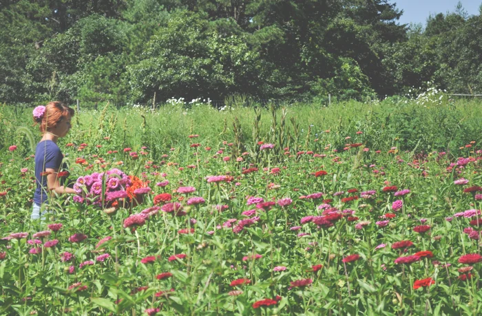 violet zinnias.jpg