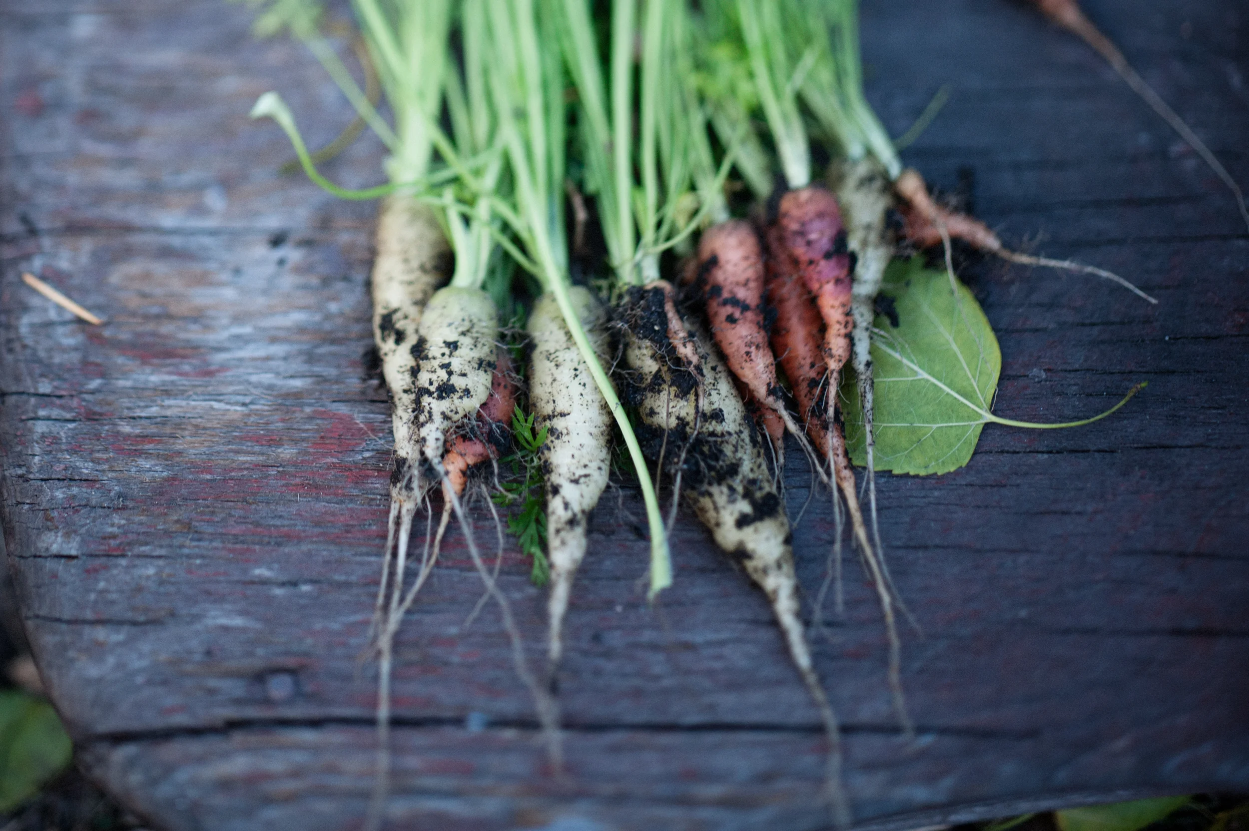 fall harvest.jpg