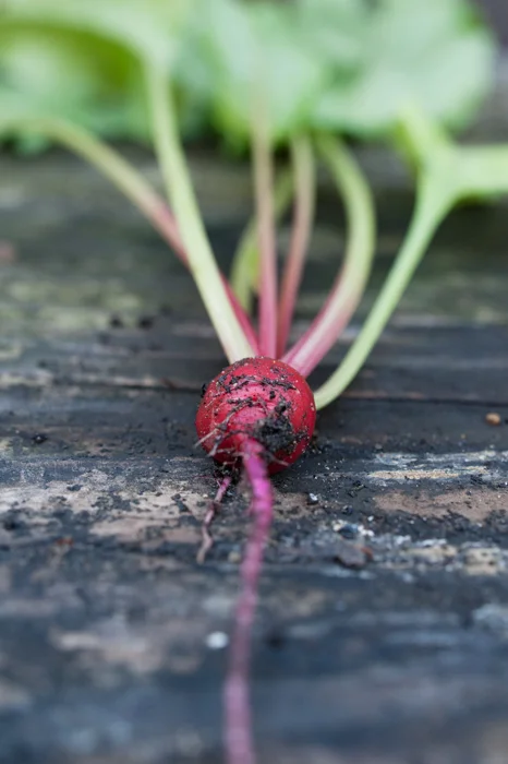 baby beet.jpg