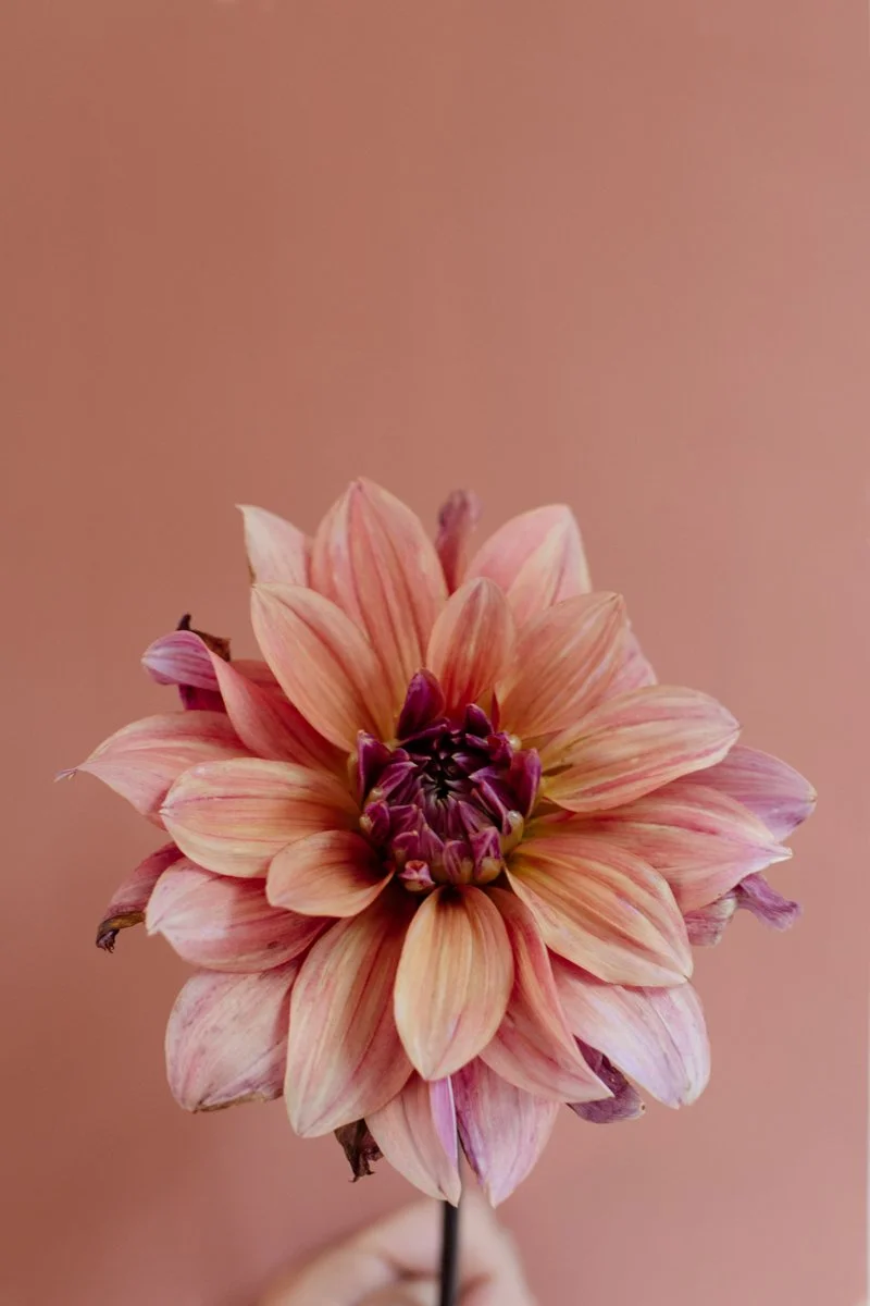 DSC_6916-Edit.jpg