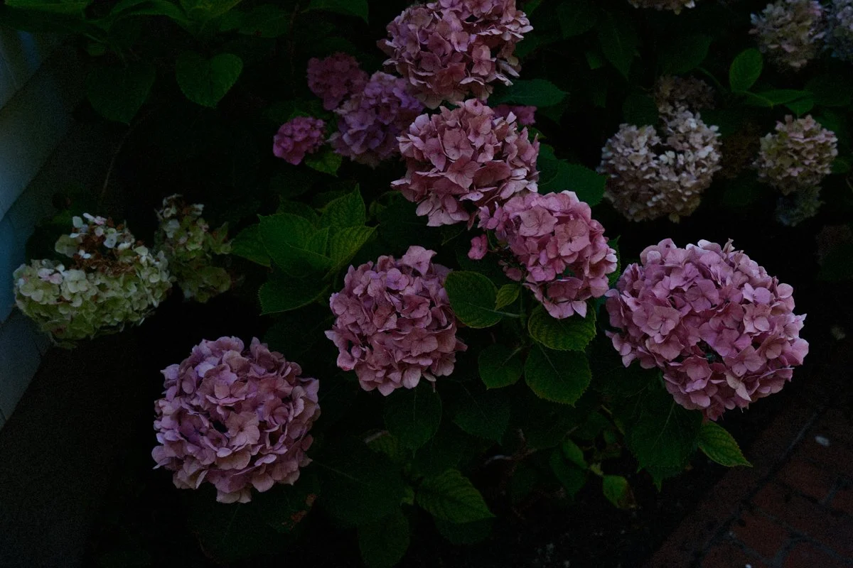 Floral-2.jpg