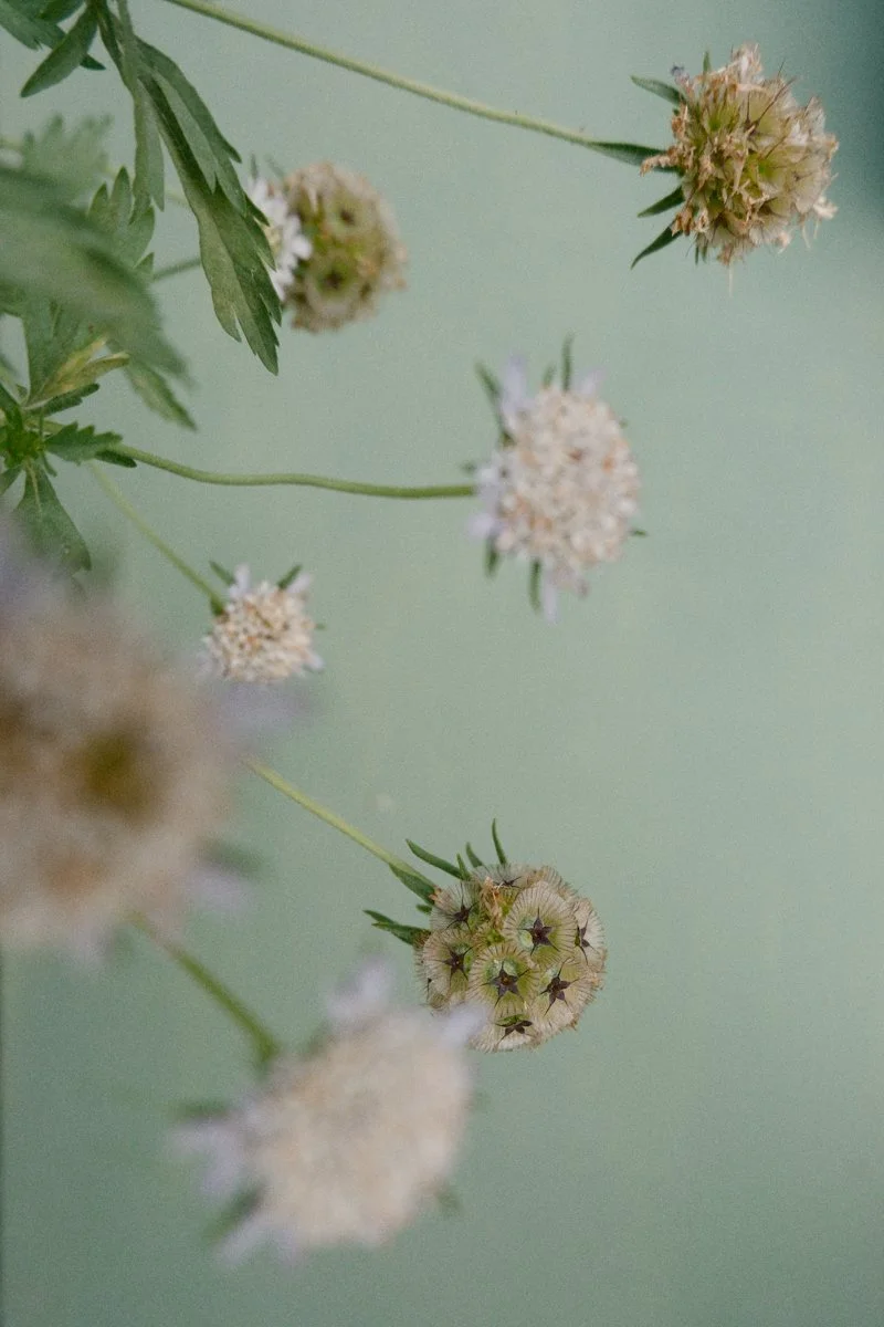 Floral.jpg