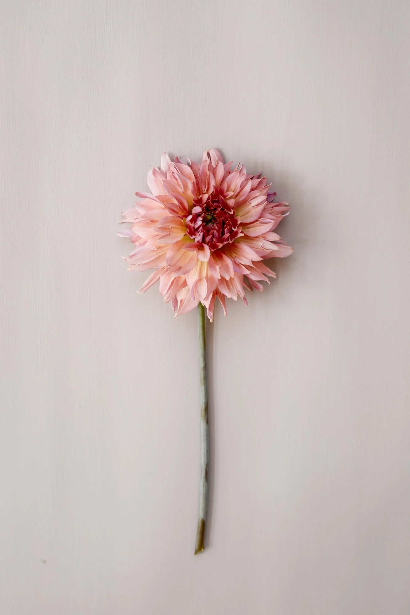 Dahlia.jpg
