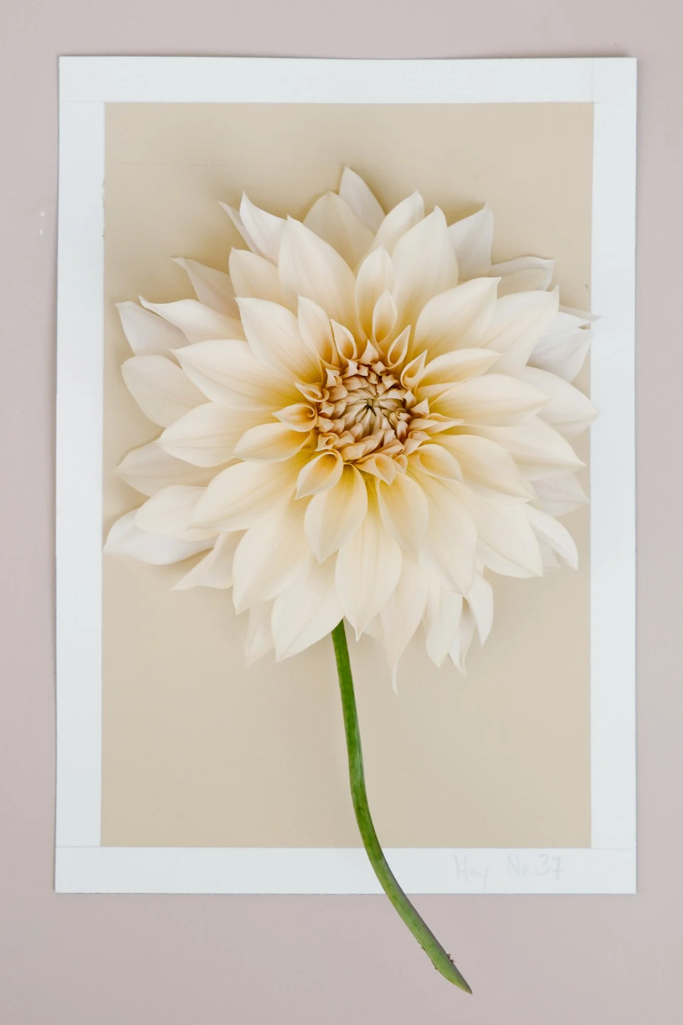 Dahlias-2.jpg