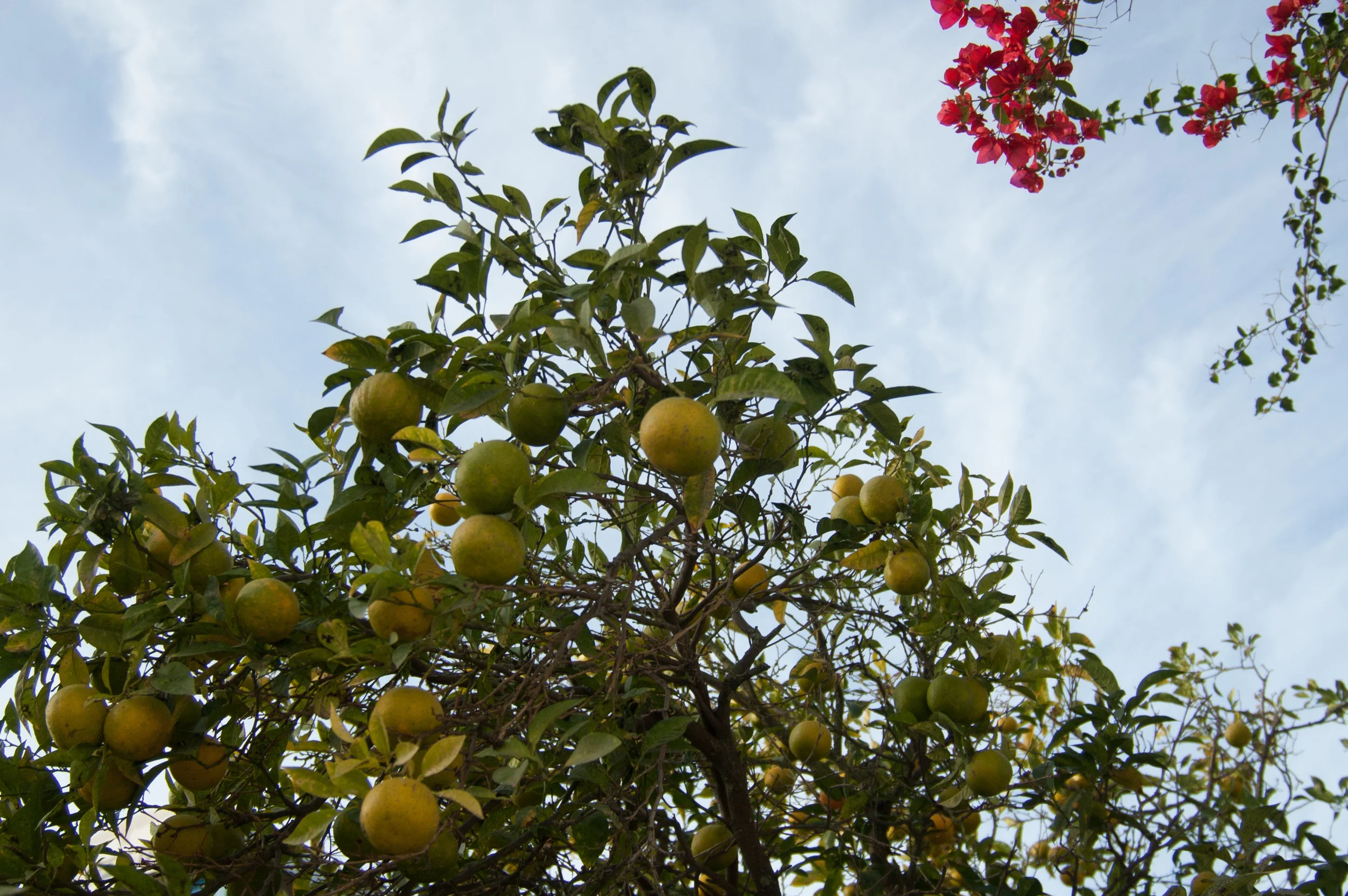 DSC_4885.jpg