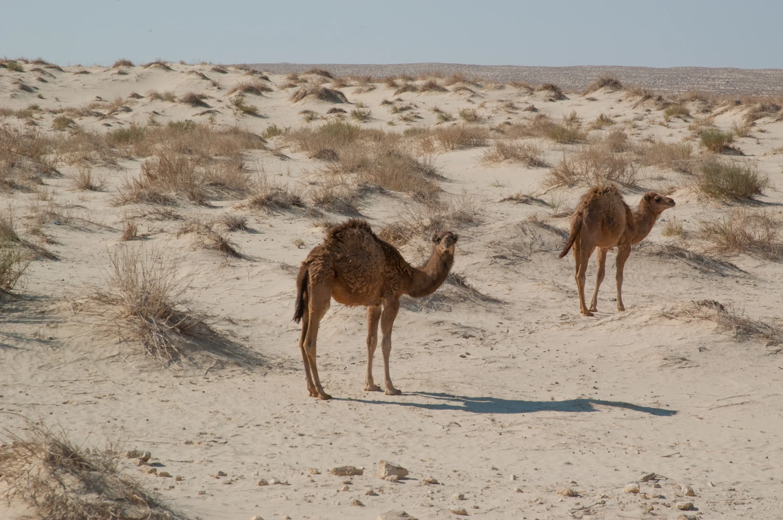 DSC_6079.jpg