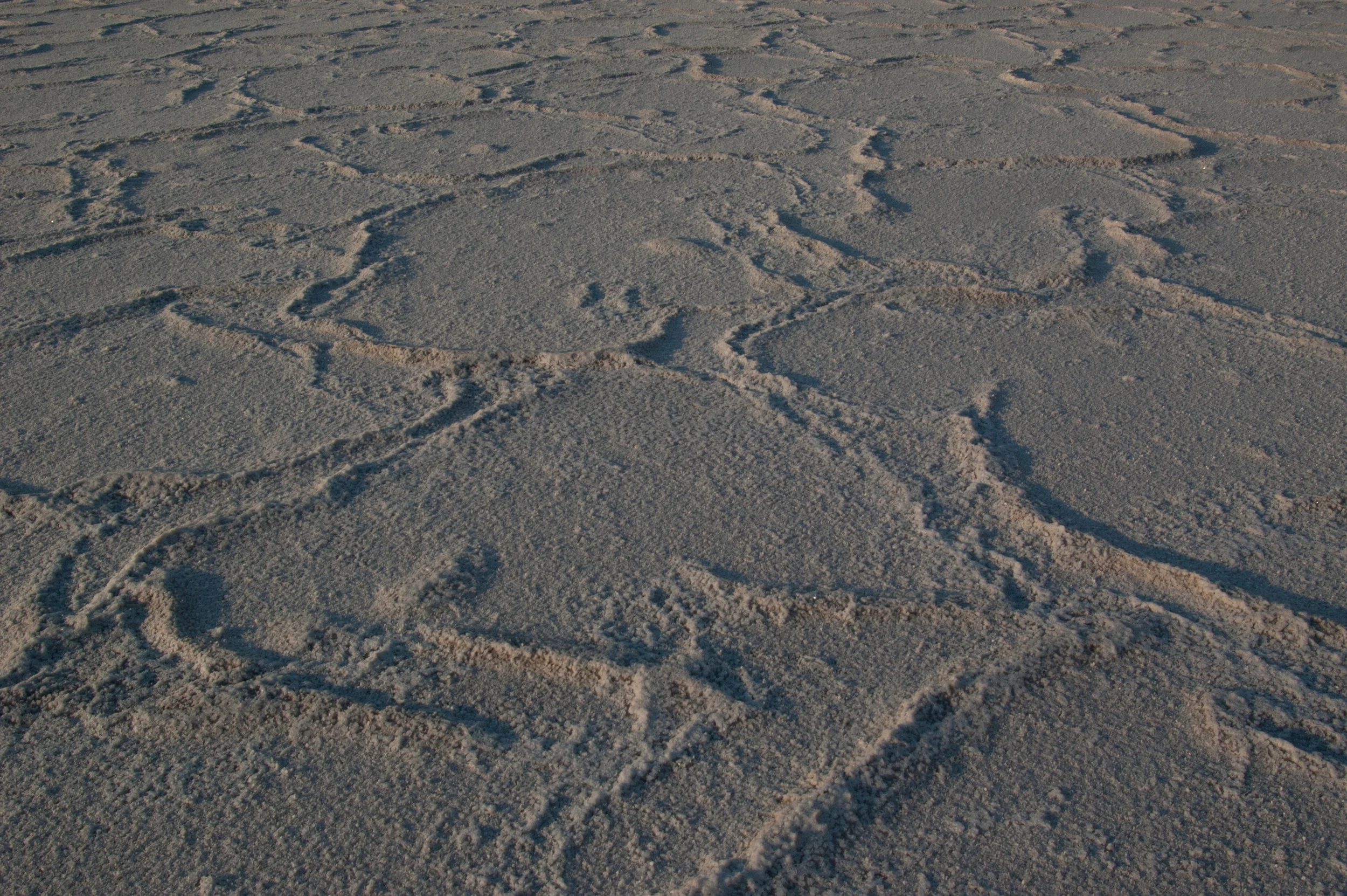 DSC_6137.jpg