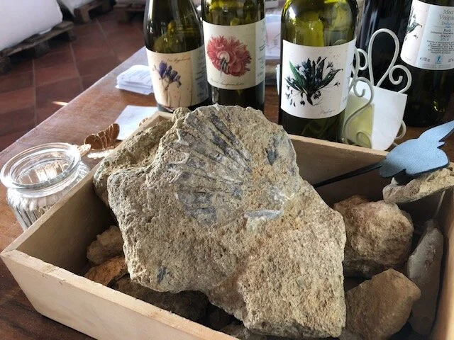 Fossil and bottles Marta Valpiani.JPG
