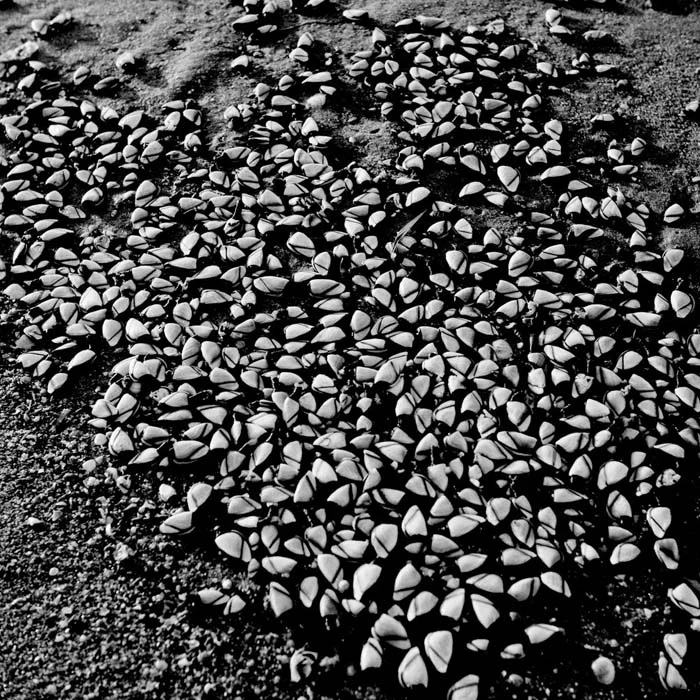 BW09.jpg