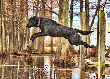 hunting-dog-training-jumping.jpg