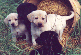 image002.gif