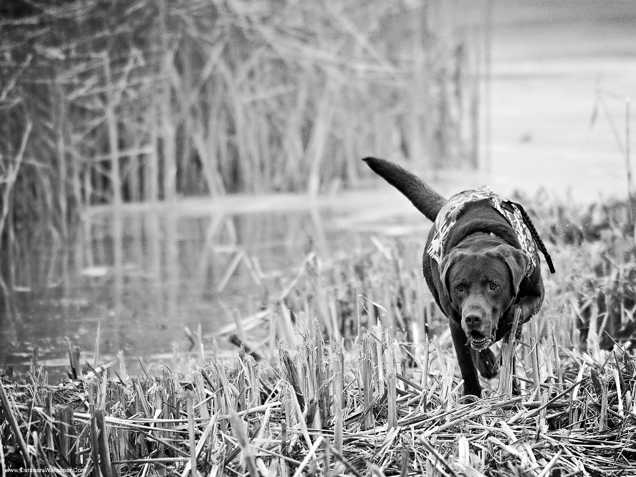 duck-hunting-wallpaper-5.jpg