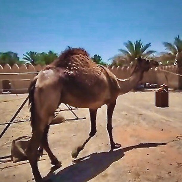 Over-the-top action and tension for&hellip; camel judging? &quot;One Hot Camel&quot; is the Cue of the Moment at www.sandersmusic.net #amazingrace #tvmusic #composer #realitytv #soundtrack