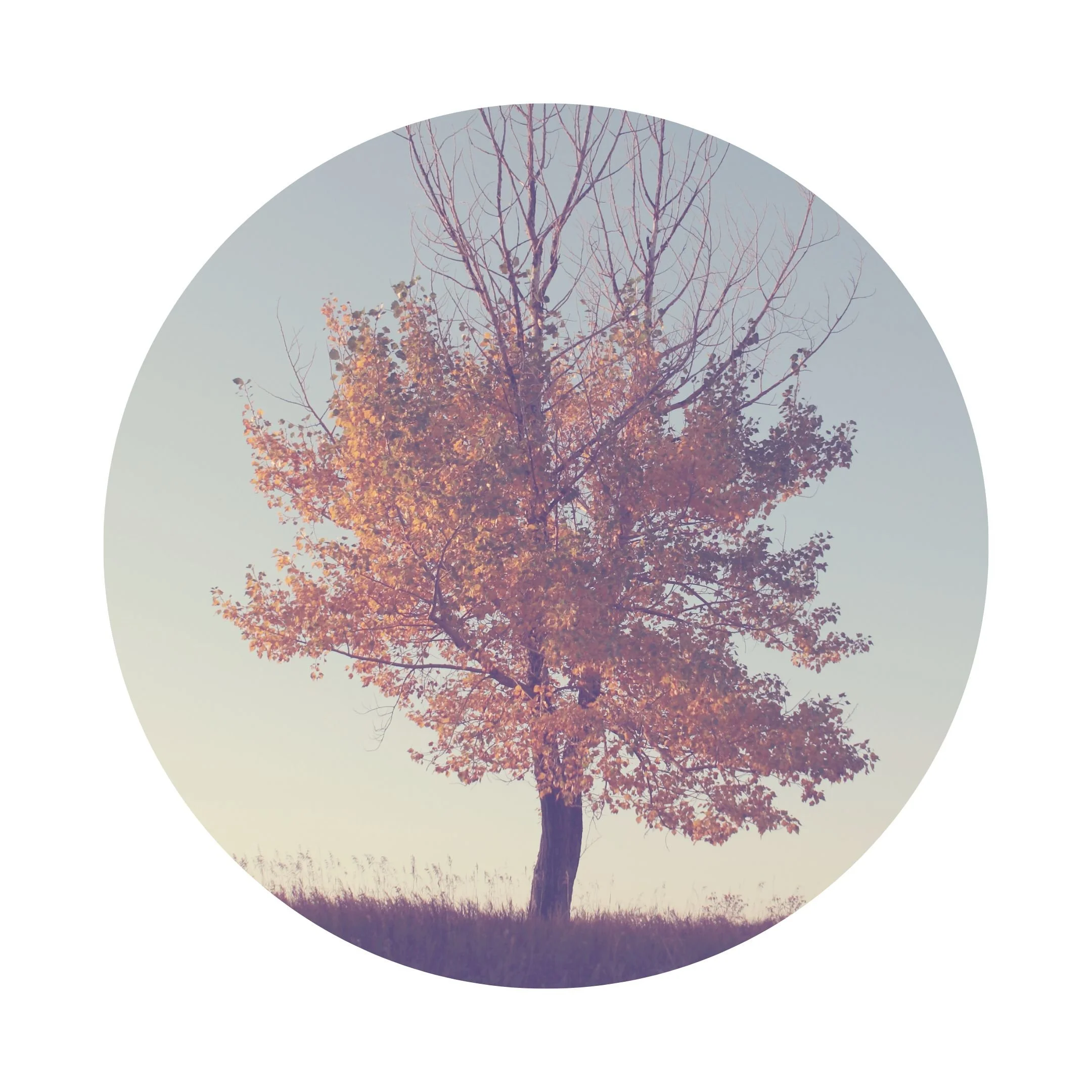 Cycle 6: Men Changing in Midlife