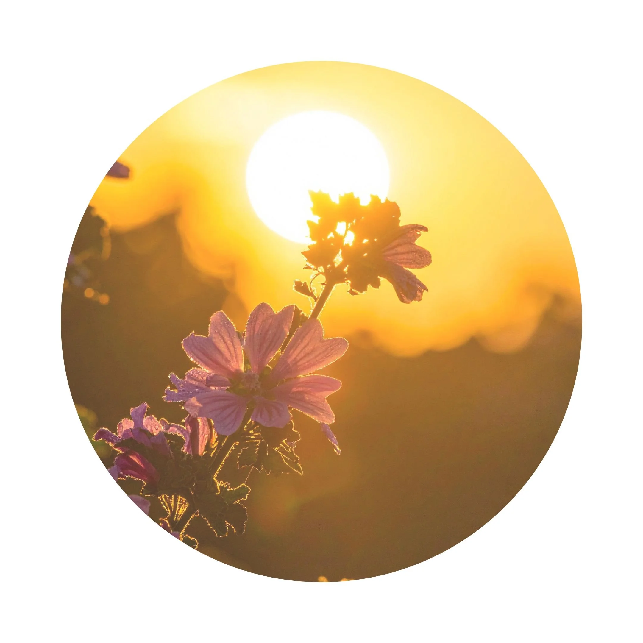 Midsummer: Exploring the Lore of my Ancestors 