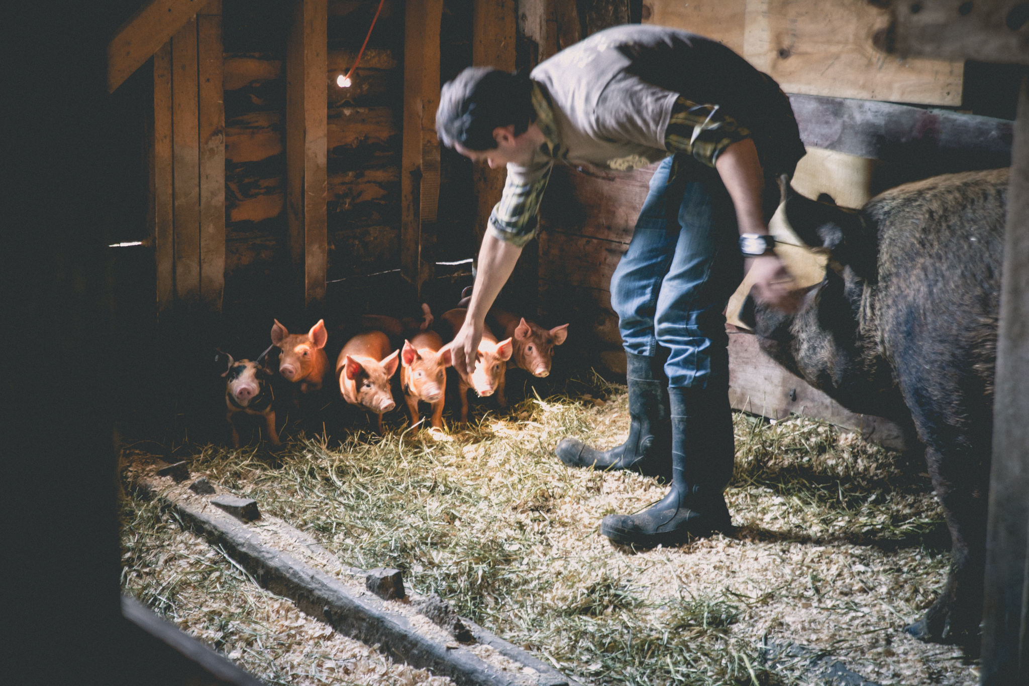 Owner Morten with a family of heritage breed pigs at the farm.