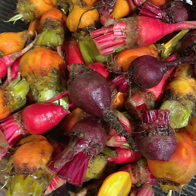 A fresh crop of baby beets from the farm, ready for alchemy ... stay tuned for the results!