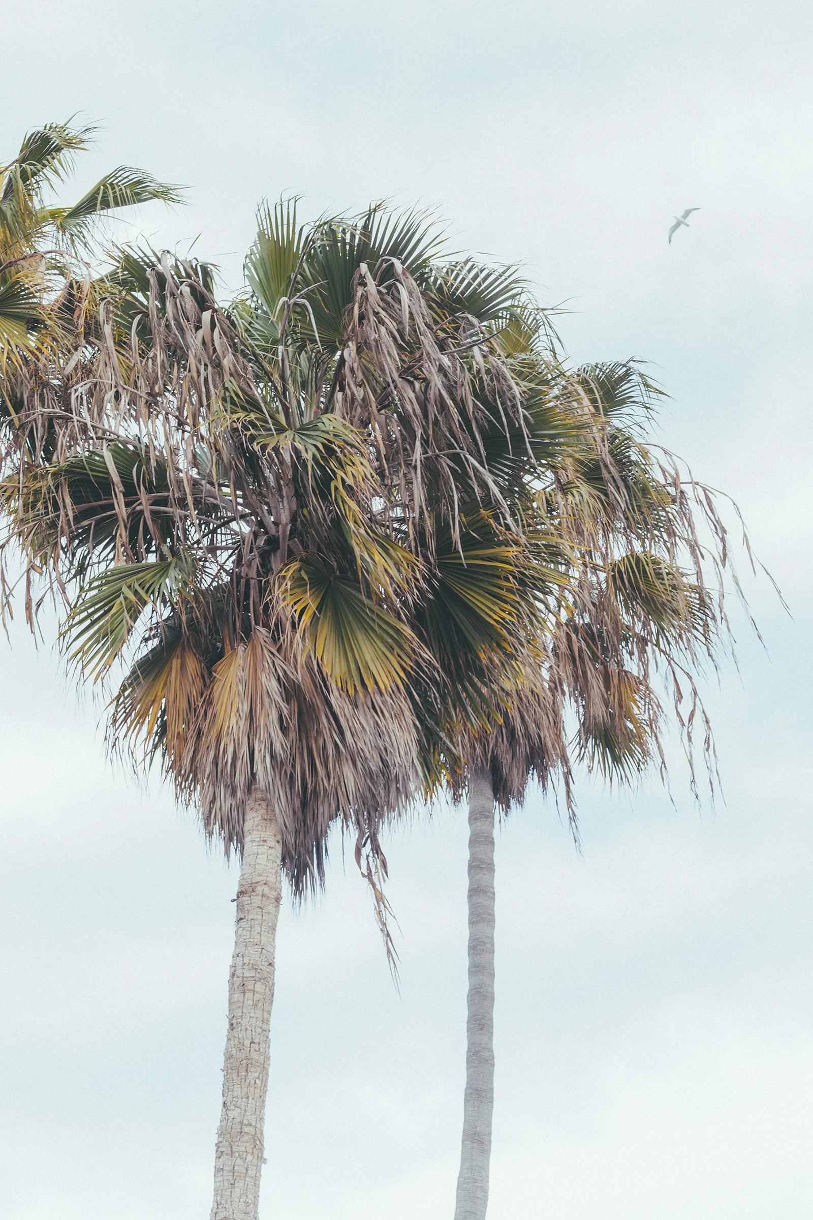 Palm Trees / Nature Photography / Venice Beach Travel / Kelly Fiance Creative