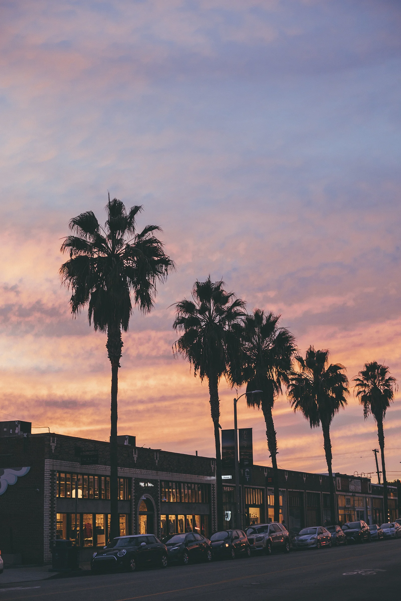 Palm Tree Sunset / Abbott Kinney / Nature Photography / Venice Beach Travel / Kelly Fiance Creative