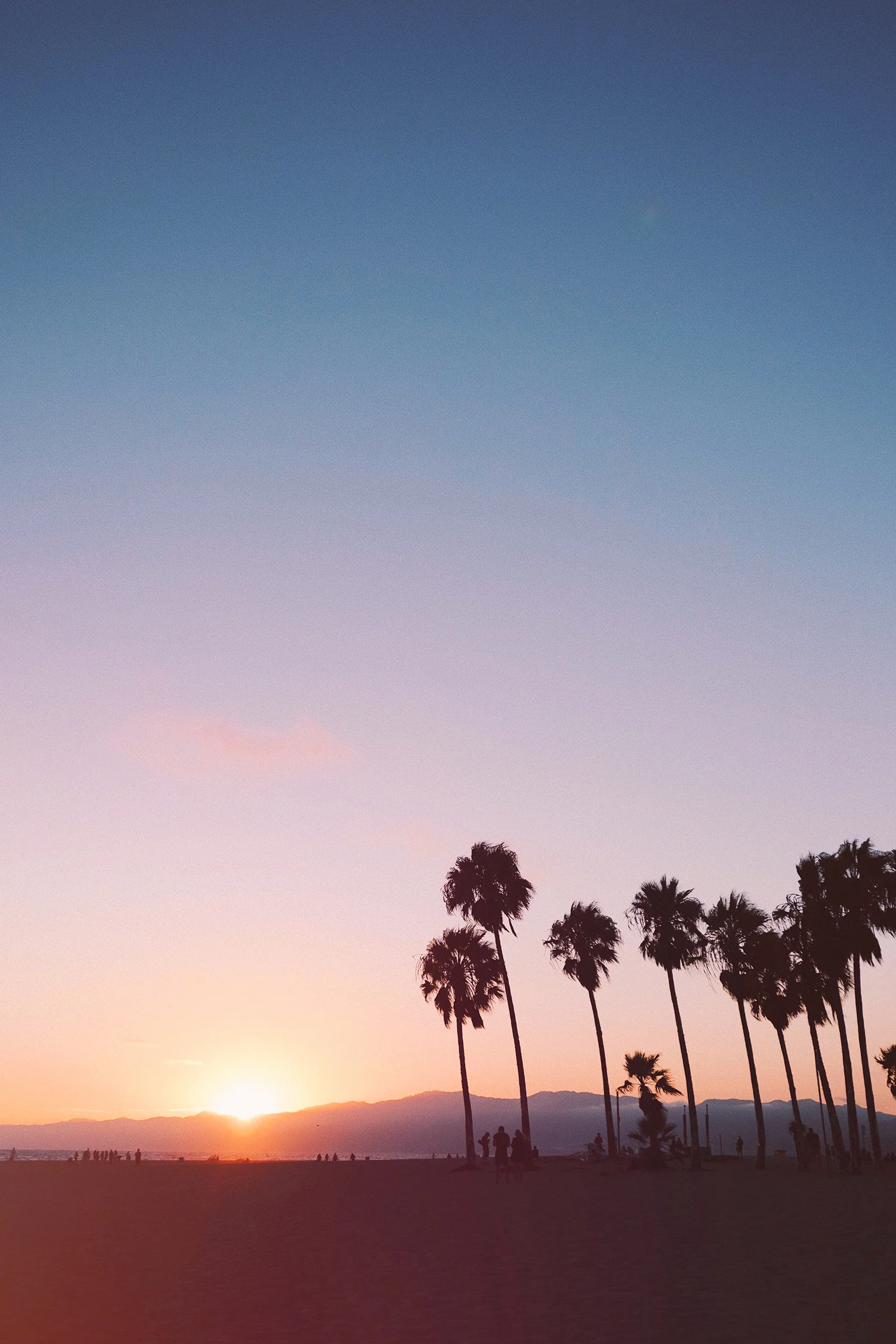 Palm Tree Sunset / Abbott Kinney / Nature Photography / Venice Beach Travel / Kelly Fiance Creative