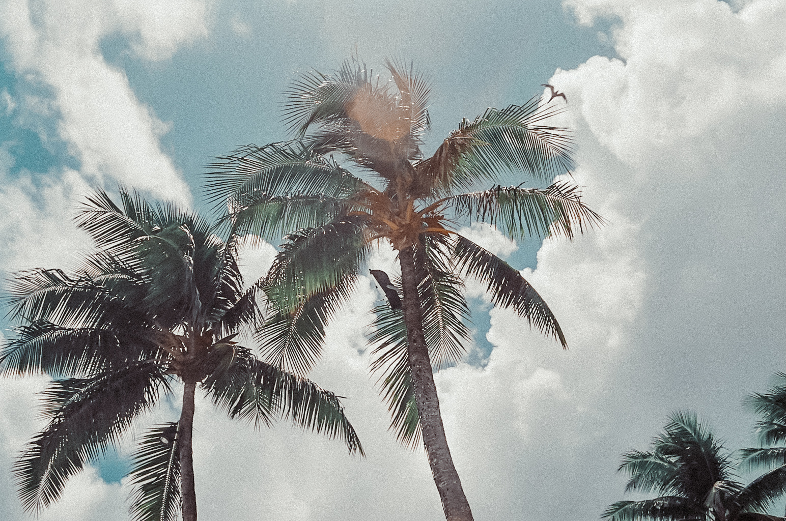 palm trees / tahiti travel photography / film photos / kelly fiance creative