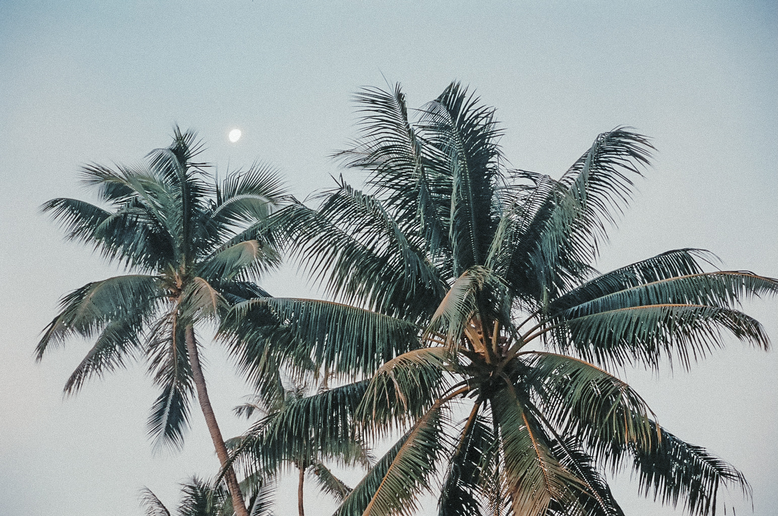 palm trees / tahiti travel photography / kelly fiance creative