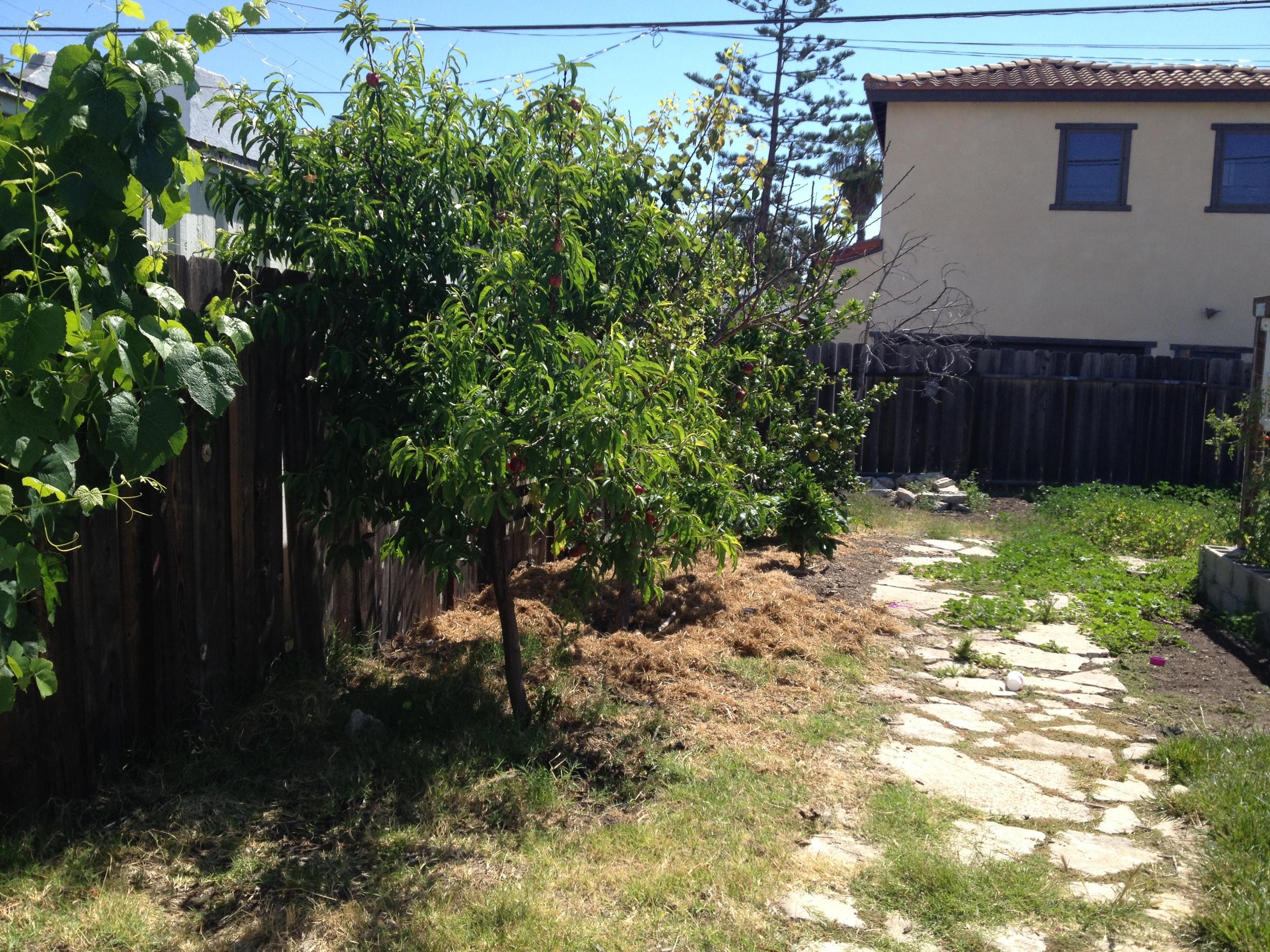 After: The same backyard in Normal Heights 3 years later. &nbsp;8 tree orchard growing off one family's weekly laundry water