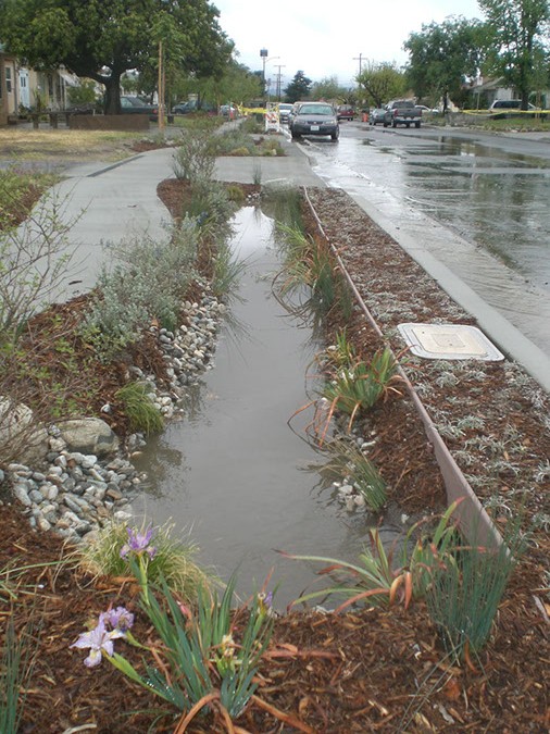This water harvesting basin in the parkway is utilizing rainwater run-on to infiltrate water to plant root systems.