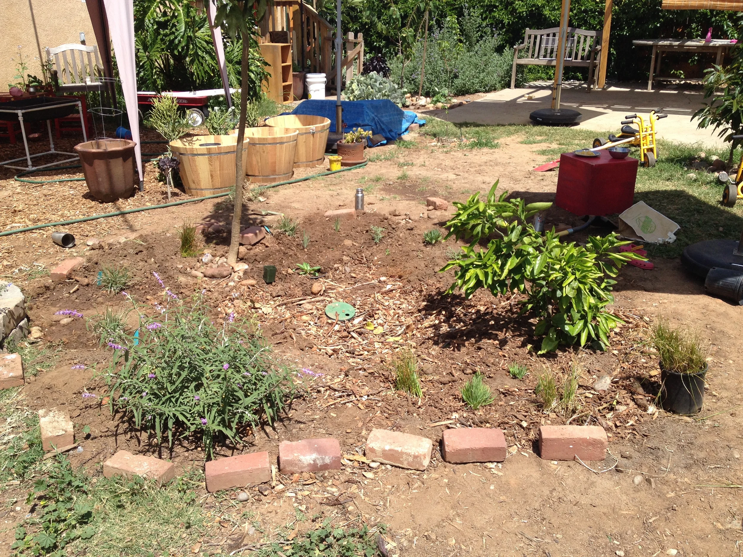 greywater basin filled with mulch surrounded by trees and shrubs.