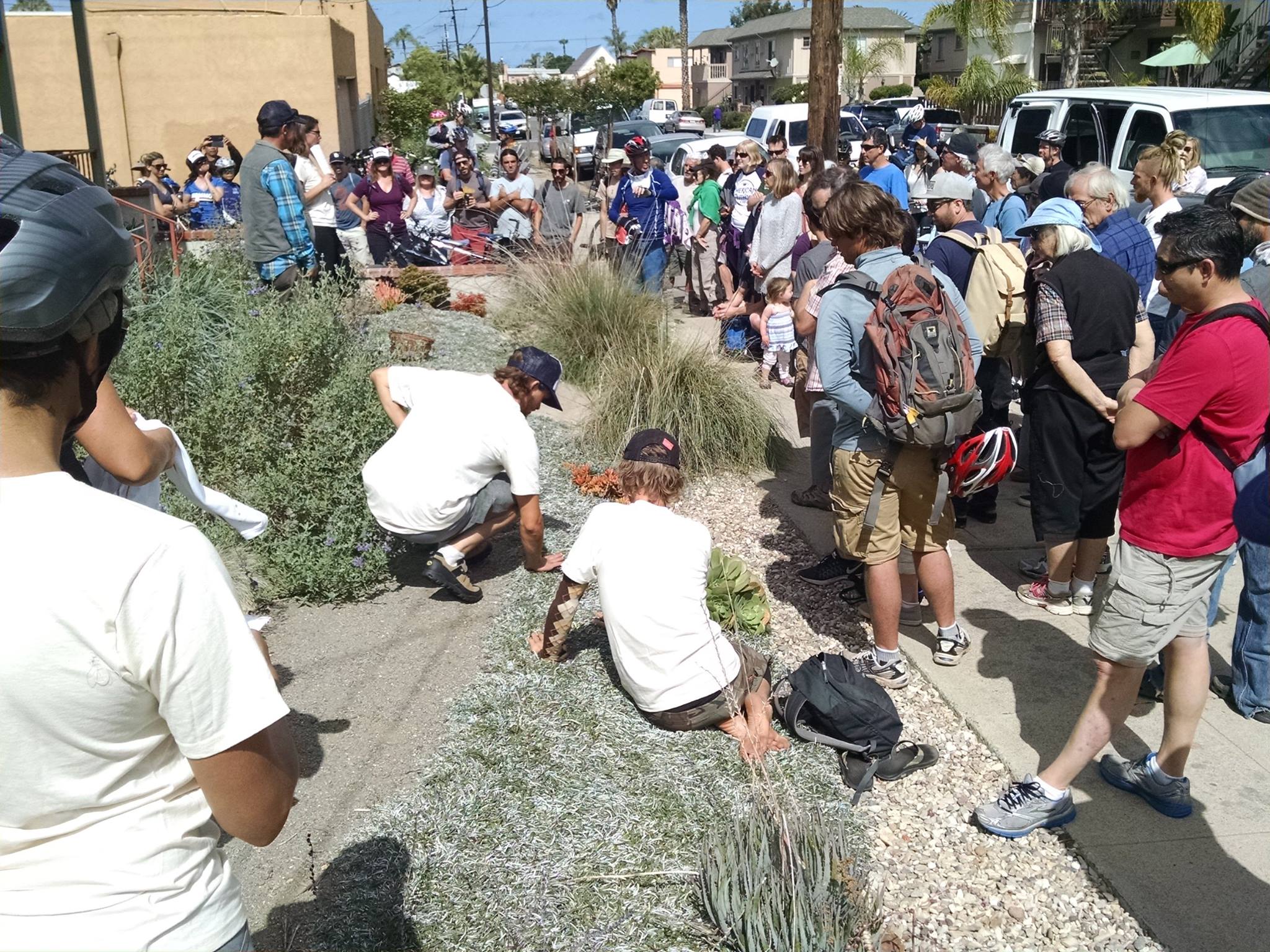 Exploring the touch and feel of a no water use diamondia lawn.