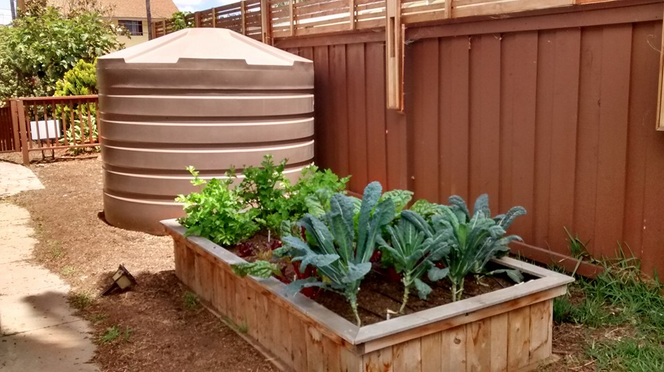 This 1320 gallon rainwater tank keeps several raised boxes of veggies feeding the homeowner and her neighbors through a local CSA program.