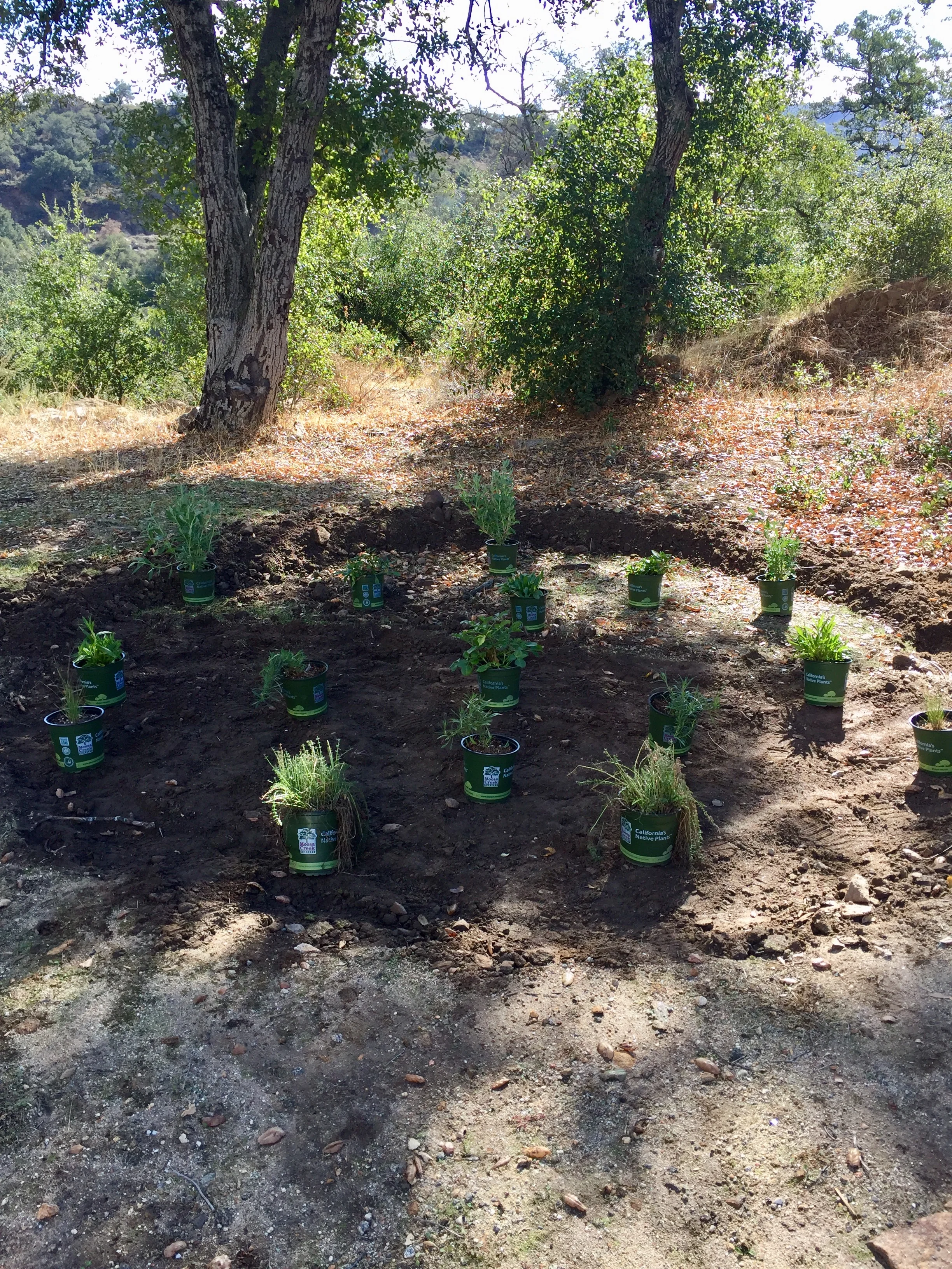 Rain Garden
