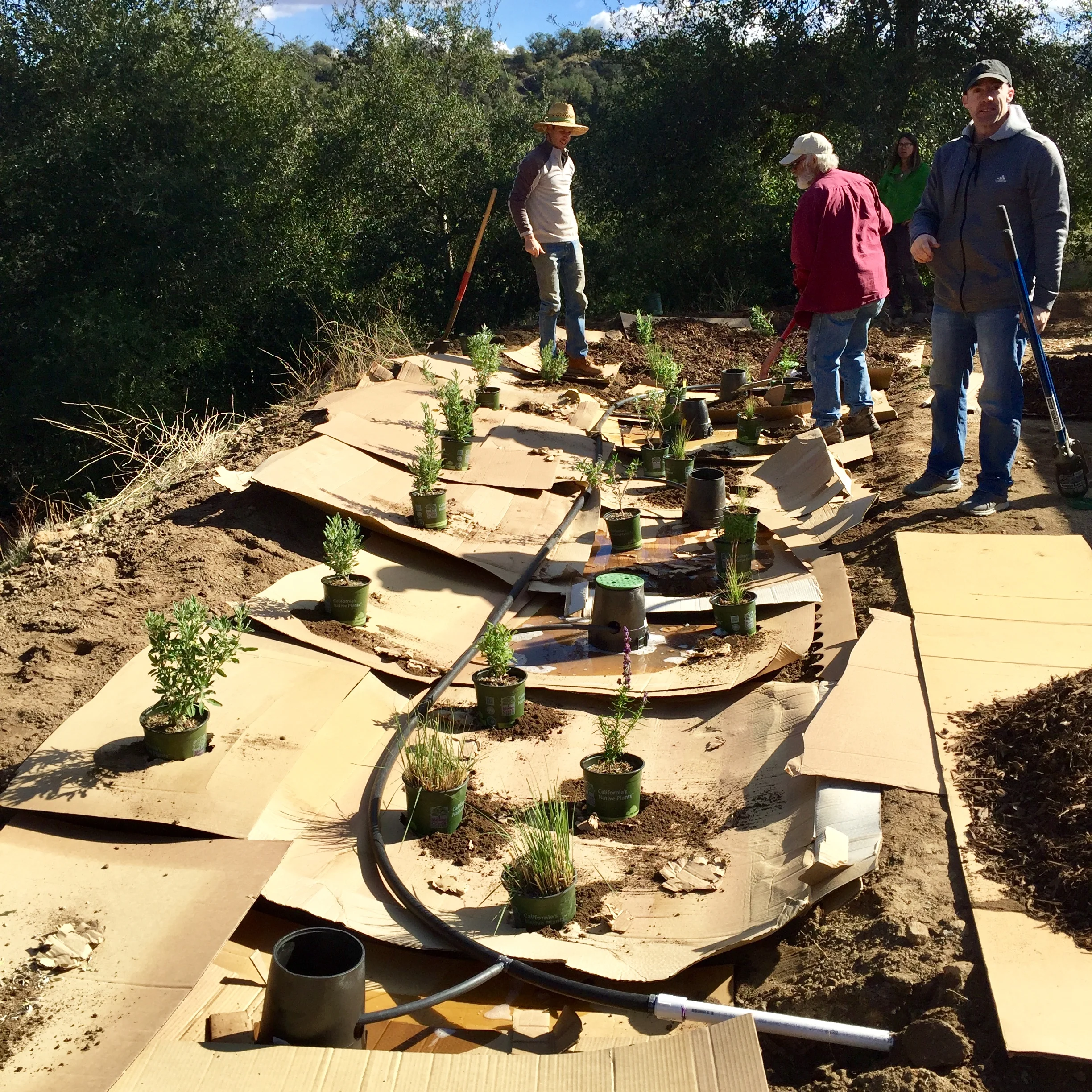 Using a cardboard layer in the basin to suppress any existing weed seed