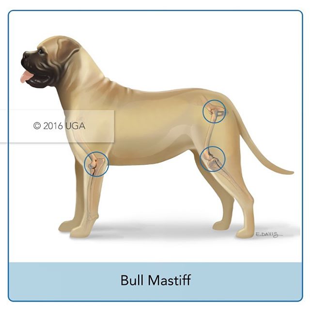 👆🏼Joints most commonly affected by osteoarthritis in Bull Mastiffs. More breeds coming atcha next week!

#medicalillustration #veterinaryillustration #mastiffs #dogstagram #vetmed #veterinary #illustratorsoninstagram