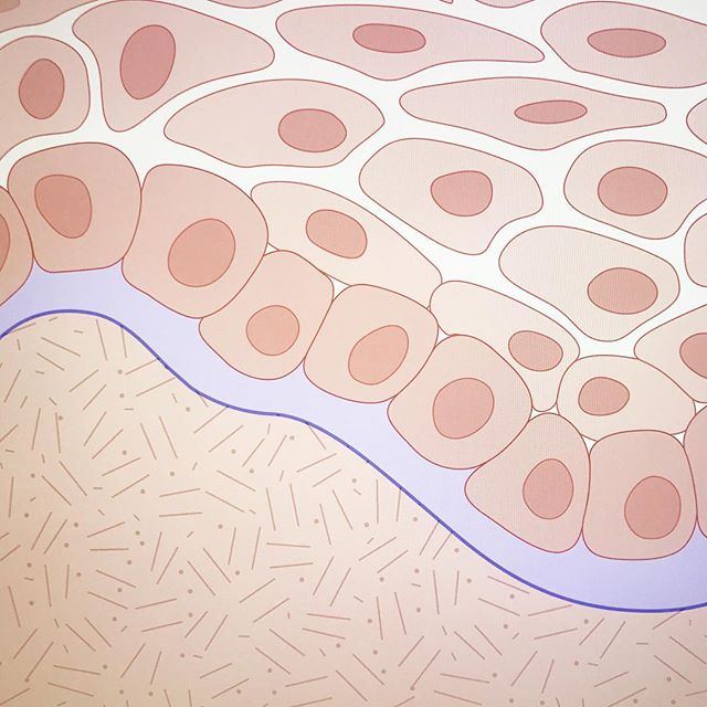 Laying down base tones for a series focusing on the skin. In other news: I would totally wear this epidermis/dermis printed on a scarf!