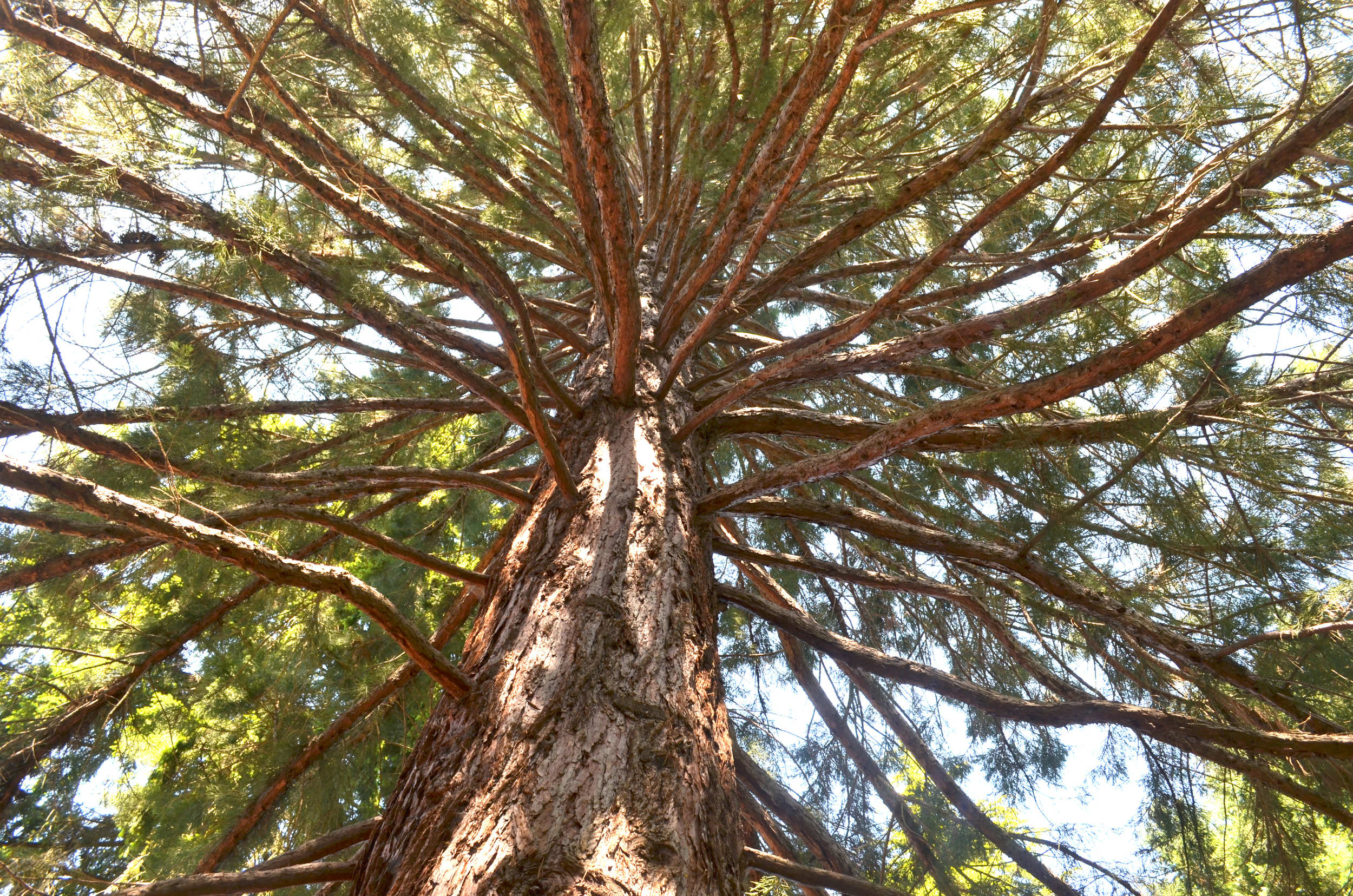 treee.jpg
