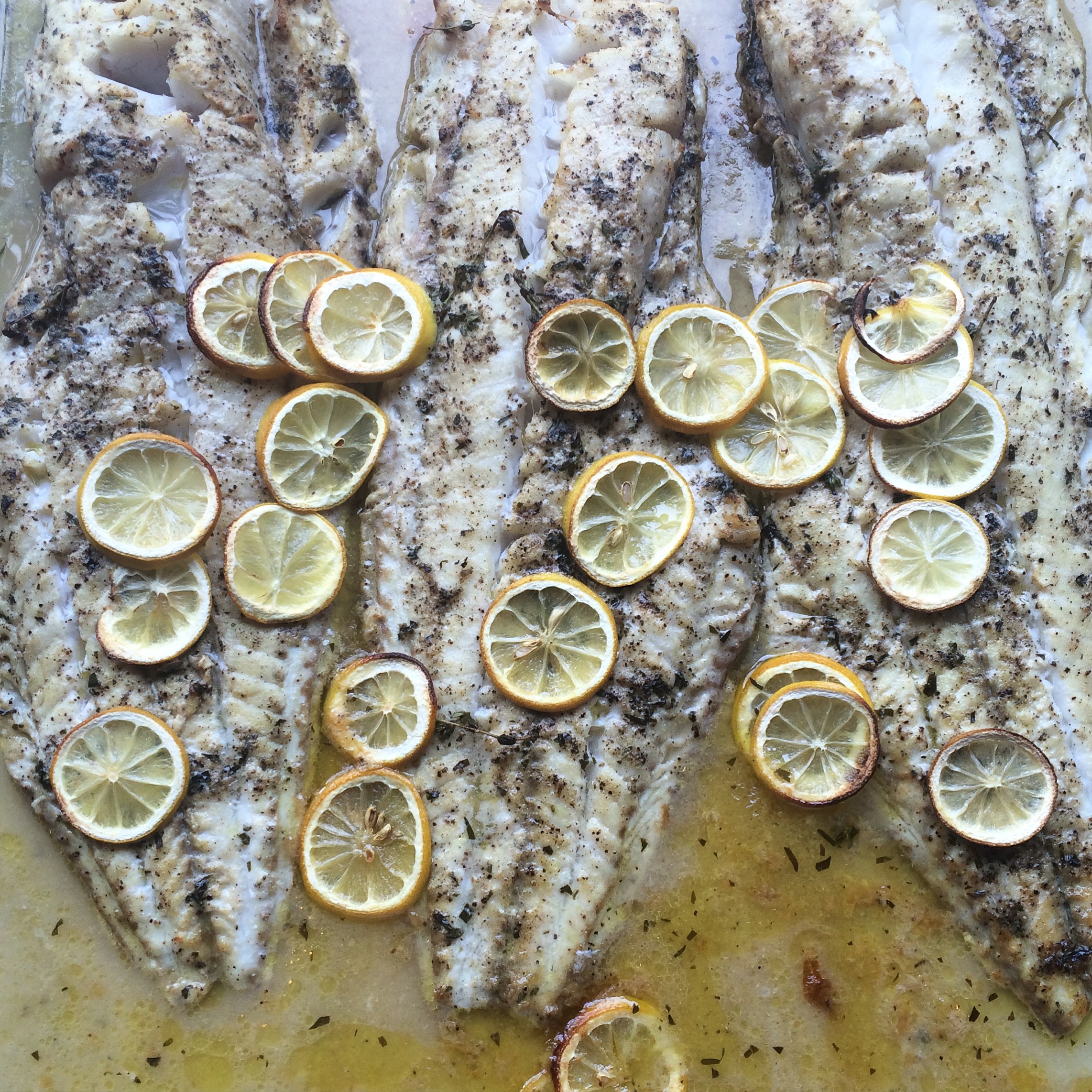 Lemon Hake.JPG