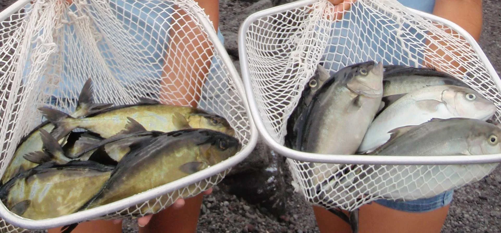 Soy diet feed results: larger kampachi (right) on a soy based diet, the smaller kampachi (left) on a commercial control diet.